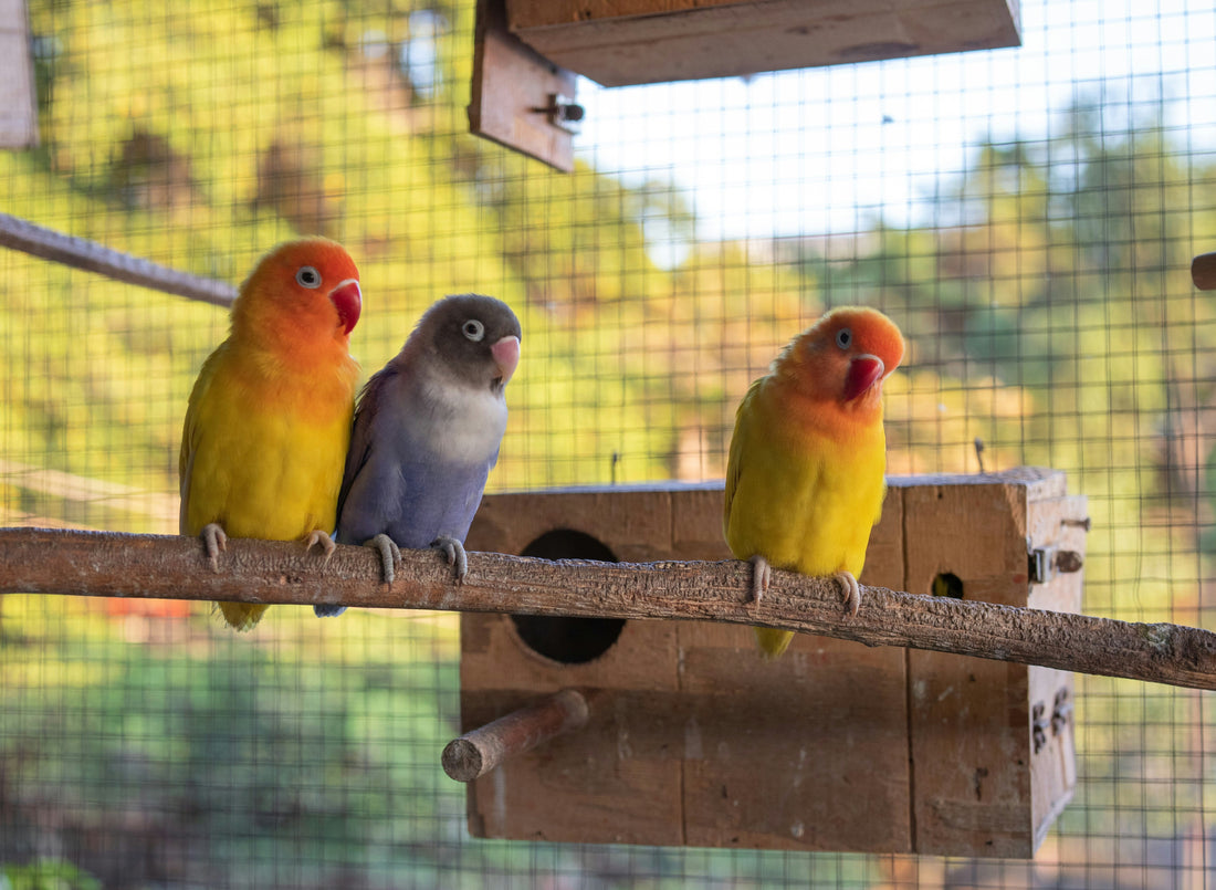 Everything You Need to Know About Setting Up a Bird-Friendly Home