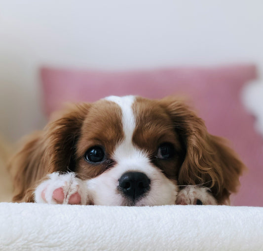 A Complete Guide: Essential Dog Food, Treats, and Nutrients