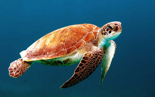 Turtle Tales: How to Keep Your Little Shell Buddy Healthy and Happy
