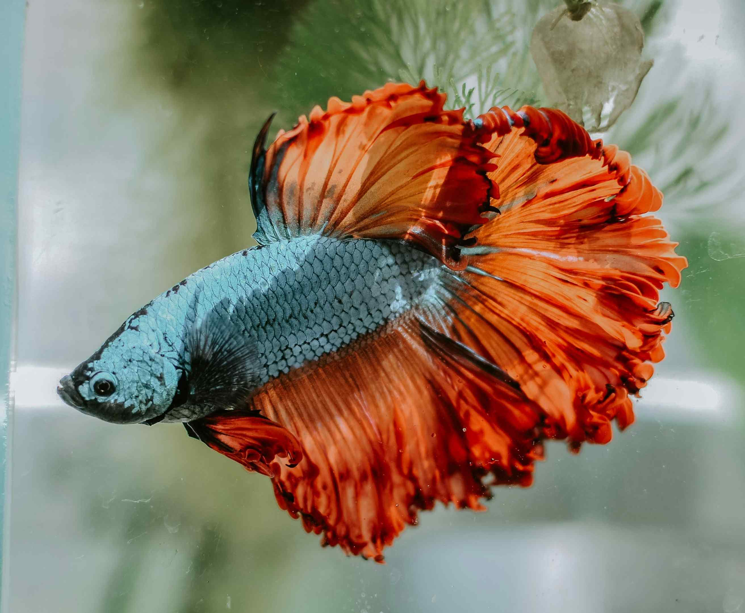 Fish