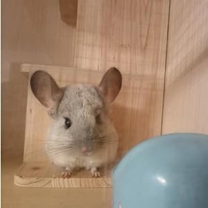 Chinchilla House Chinchiila Nest Degu House Small Animal Hideout Natural Wooden No Paint Wooden peg Safe Durable Teeth Grinding