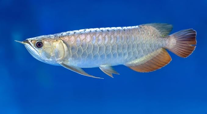 Aquatic Foods Inc. 6mm - 1/4" Carnivore Sinking Pellets for Carnivore Cichlids, Catfish, Monster Fish, Bottom Grazers, All Medium to Large, Also Koi & Pond Fish. - WL…2-lbs Foil Pouch Bag