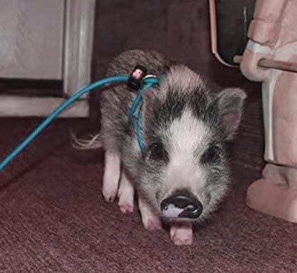 Mini Pig Harness & Leash -Adjustable- 12' in Length -Also fits Pot Bellied Pigs and Other Animals - Ferrets, Rabbits, Dogs, Cats (Teal)