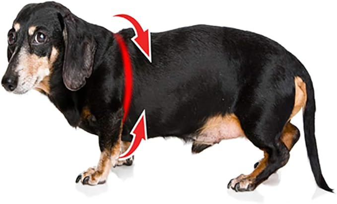 Buddy Belts Harness Pebble Grain Red - Premium Edition (3.5)