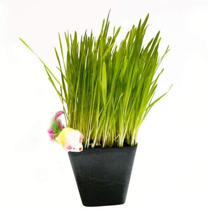 Thunder Acres Cat Grass Blend - Wheat, Barley, Oats, and Rye Seed Mix - Non-GMO - Certified Organic - Bonus CAT Toy (8 oz)