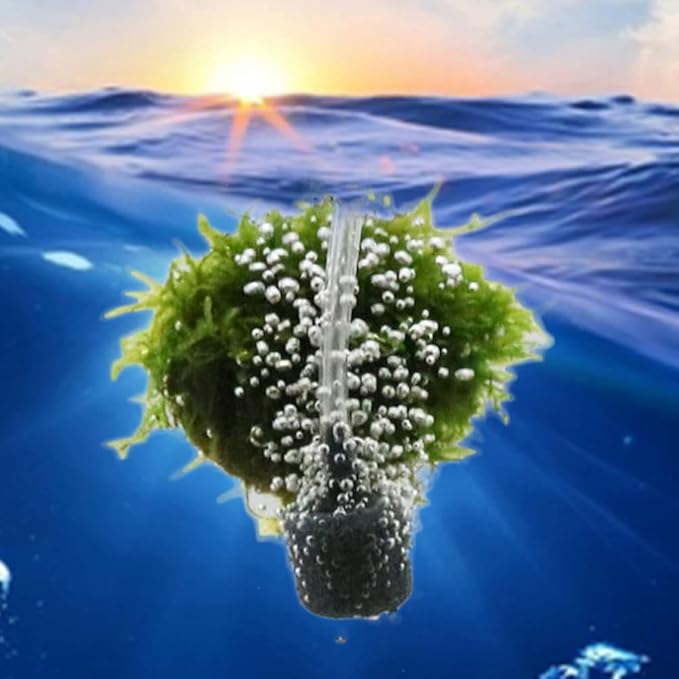 Air Stone Cylinder Bubble Diffuser Airstones for Aquarium 0.8/0.9inch Diffuser Release Tool for Nano Air Pumps Small Buckets and Fish Tanks