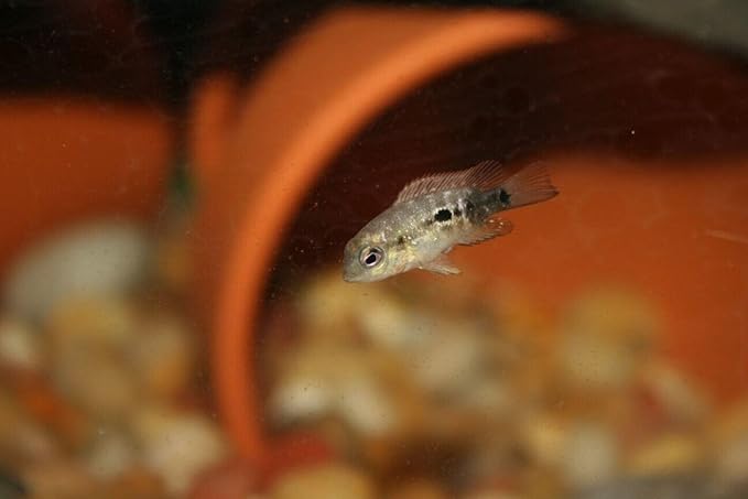 Aquatic Foods Inc. Freeze-Dried Bloodworms, Our Grade A Floating Bloodworms for All Freshwater Fish, Marines Corals, Anemones, Baby Pond Fish…0.5oz Squeeze Bottle