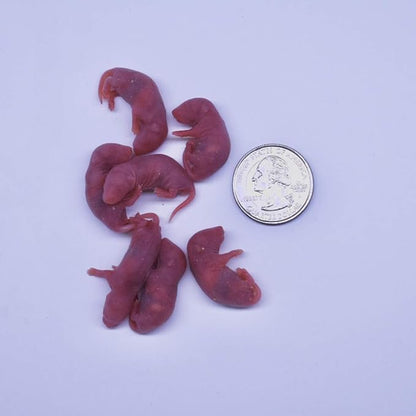 MiceDirect Frozen Mice Combo Pack of Small Pinkies & Pinkies Feeder Mice - Food for Corn Snakes, Ball Pythons, Lizards – 40 Ounce (Pack of 100)