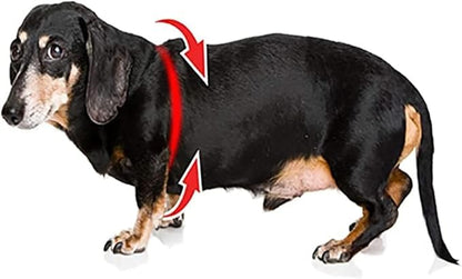 BUDDY BELT Harness Moonwalk - Luxury Edition (7)