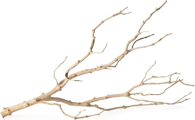 Galápagos (05518) Staghorn Branch™, 19-24 in.