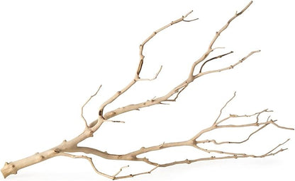 Galápagos (05518) Staghorn Branch™, 19-24 in.