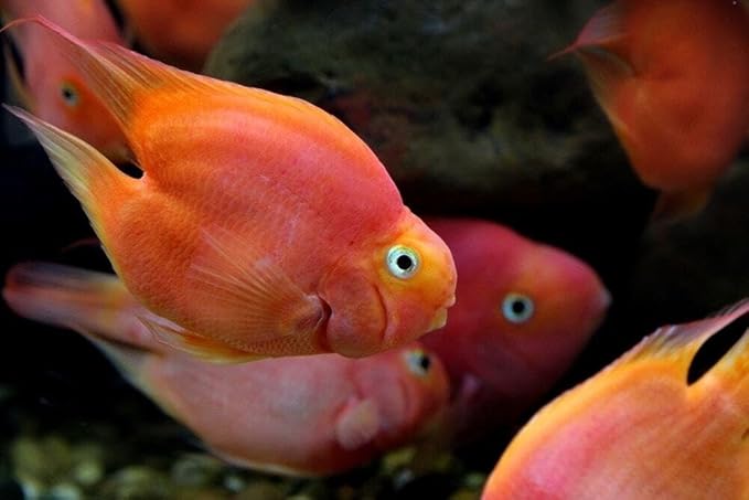 Aquatic Foods Inc. Ultra Intense Color Enhancing with a 10-Day Color Change, 1.5mm - 2mm Floating Pellets for Cichlids, Discus, All Baby and Small Tropical Fish & Pond Fish...1/4-lb Bag