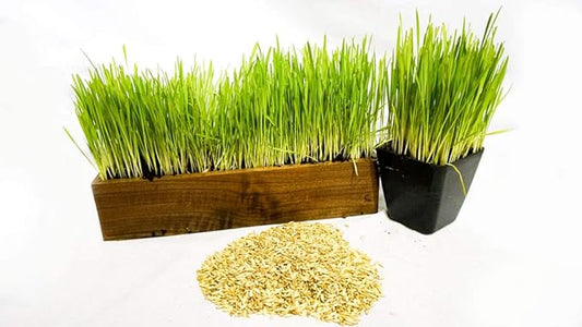 Thunder Acres Cat Grass Blend - Wheat, Barley, Oats, and Rye Seed Mix - Non-GMO - Certified Organic - Bonus CAT Toy (10 LB)