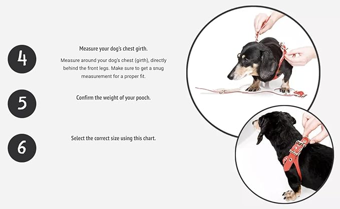 BUDDY BELT Harness Moonwalk - Luxury Edition (3.5)