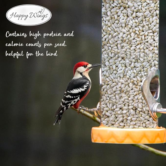 Safflower Seeds Wild Bird Food - 5 Pounds I No Grow Seed I Bird Seed for Wild Birds