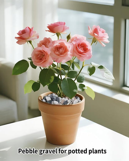 6LB Succulent & Cactus Gravel Pebbles,1/4-3/8 Inch Natural Polished River Rocks Decorative Stones for Succulent Planters,Cactus Pots,Vases,Aquariums,Outdoor Gardening Mixed Colors