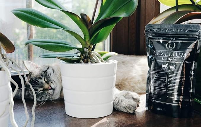 Life-Optim Terminal Illness Support Blend for Dogs and Cats | 100% Natural Supplement Powder | Designed to Extend and Improve Quality of Life | 200 Gram Powder Bag