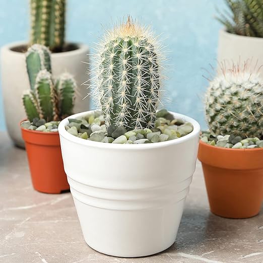 2LB Succulent and Cactus Jade Pebbles, 3/8 Inch Natural Decorative Polished Stones, River Rocks for Indoor Plants, Vases, Planters and Outdoor Gardening