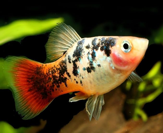 Aquatic Foods Inc. 1mm - 1/32, 35% Protein Economy Floating Pellets for All Community Fish, Tetras, Guppies, Angel Fish, Cichlids, Goldfish. All Tropical Fish - WL…1/4-lb Foil Pouch Bag