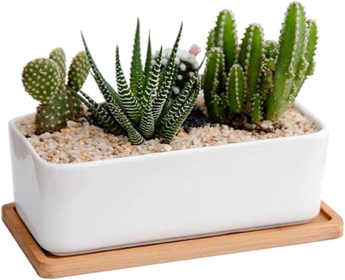 1 LB Fine Natural Silsand, Coarse Silica Sand for Plants, Aquariums, Fire Pits, Terrariums, Cactus and Succulent Plants & Garden Sand Grit