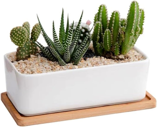 1 LB Fine Natural Silsand, Coarse Silica Sand for Plants, Aquariums, Fire Pits, Terrariums, Cactus and Succulent Plants & Garden Sand Grit