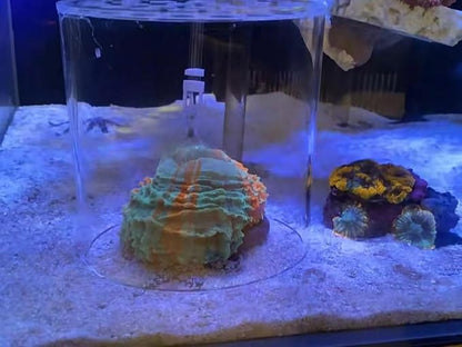 Acrylic Coral Feeder Cover Reef Feeding Breeding Protection Cover Avoid Corals Food Floating Around
