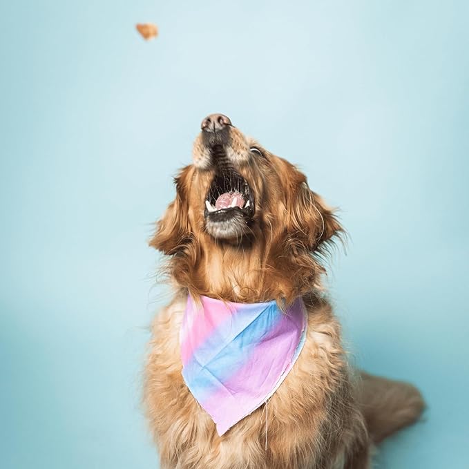 Superfood Dog Treats Salmon, Chicken or Beef Jerky Bars - Dog Treats for Snacks and Training – Made in USA - No Corn, Wheat or Soy – Poultry Free, 5oz or 16oz (Salmon (2 Lbs))