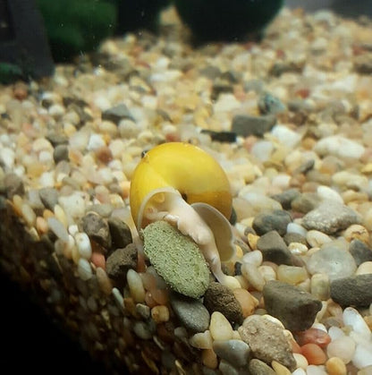 Aquatic Foods Inc. 12mm - 1/2" Spirulina, Algae, & Veggie Sinking Wafers for All Bottom Feeding Fish, Plecos, Catfish, Shrimp, Snails, Crabs. All Tropical Fish. - WL…1-lb Foil Pouch Bag