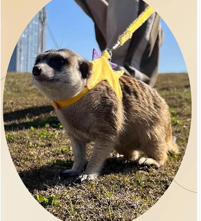 Ferret Harness and Leash Set Small Animals Vest Harness with Safe Bell Dinosaur Shaped Walking Clothes for Baby Rabbit Guinea Pig Teacup Chihuahua Mouse and Other Small pet (Yellow)