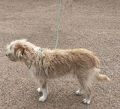 Mini Pig Harness & Leash -Adjustable- 12' in Length -Also fits Pot Bellied Pigs and Other Animals - Ferrets, Rabbits, Dogs, Cats (Teal)