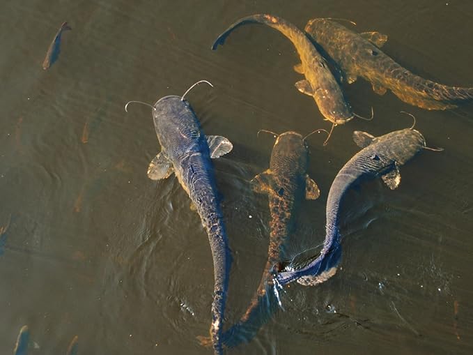 50 lbs Catfish Food 32% Protein 4% Fat - Lake, Pond, or Aquarium Fish