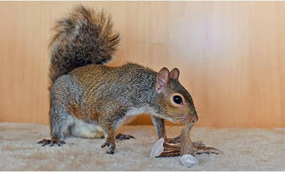 Exotic Nutrition Antler Chews - Safe Small Animal Chew - Natural Source of Healthy Minerals - Chinchilla, Hamster, Degu, Prairie Dog, Squirrel and Other Chewing Pets