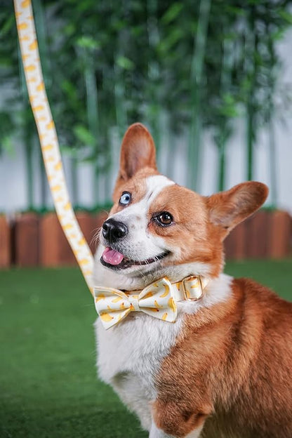 Custom Dog Collar with Names and Phone Number Engraved, Puppy Tags Personalized for Small Medium Large Pets