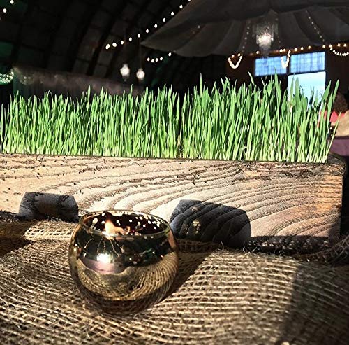 Non-GMO, Thunder Acres Premium Wheat Seed, Cat Grass Seed, Wheatgrass, Hard Red Winter Wheat (25 lbs.)