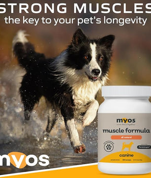 MYOS Canine Muscle Formula - All-Natural Muscle Building Supplement - Helps Reduce Muscle Loss in Aging Dogs and Improve Recovery from Injury or Surgery