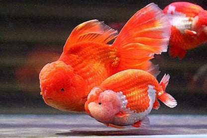 Lion Head UP Formula 100 g, Goldfish Food Sinking Pellet 1.5 mm, High Protein 48.9% Tropical Fish Color Enhancing, Highly Nutritious for Growth Fast Big Muscle & Mass Gain Healthy