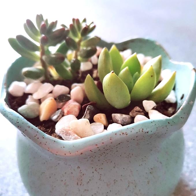 Mixed Color Decorative Rocks Stones Pebbles for Plants Garden Gravel White Rocks with Yellow, Green Pastel Accents Vase Filler Rocks Natural Stone Top Dressing for Potted Plants Succulents 2.2 lbs