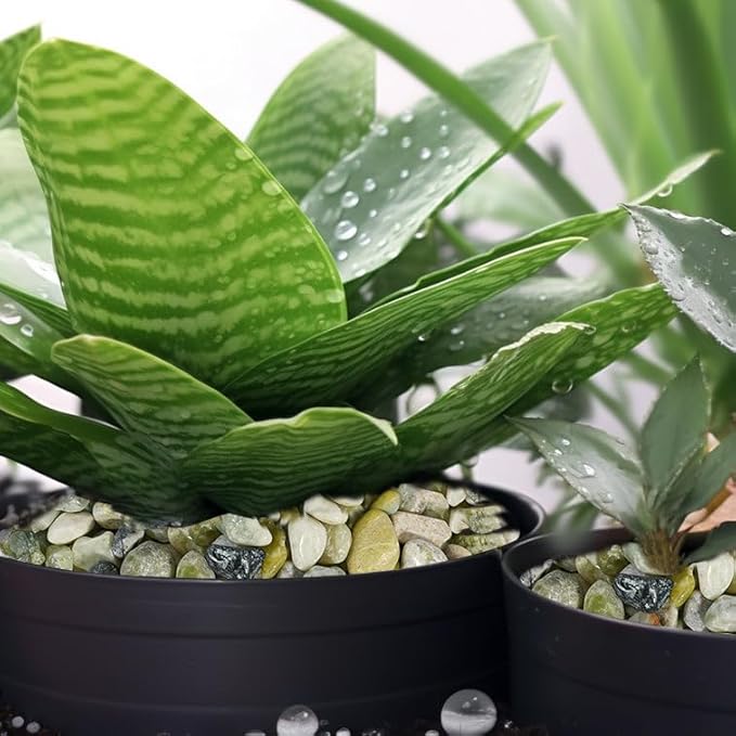 12 LBS River Rocks, StoneCreek, Decorative Garden Stones for Plant Landscaping, Polished Gravel Filler Pebbles for Home Decoration, Vases, Succulents, Flower Beds and Fish Tanks (Jade, Medium)