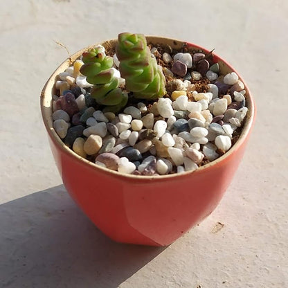 Natural Decorative Pebbles Rocks Polished Tterrarium Gravel White Stones with Red, Green, and Yellow Pastel Accents Mixed Color Aquarium Stones Garden Accessories Top Dressing for Bonsai Potted 2.2lbs