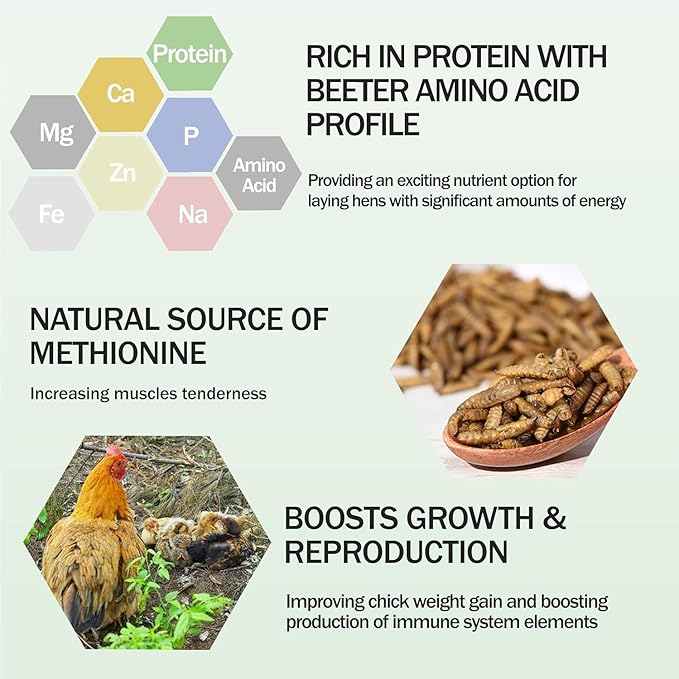 Amzey 11 LBS Dried Black Soldier Fly Larva - 100% Natural BSF Larvae - 85X More Calcium Than Mealworms - High Calcium Treats for Chickens, Birds, Reptiles, Hedgehog, Geckos, Turtles