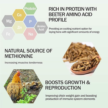 Amzey 11 LBS Dried Black Soldier Fly Larva - 100% Natural BSF Larvae - 85X More Calcium Than Mealworms - High Calcium Treats for Chickens, Birds, Reptiles, Hedgehog, Geckos, Turtles