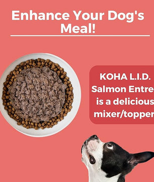 KOHA Limited Ingredient Diet Salmon Entrée for Dogs - Dog Food Toppers for Picky Eaters - Sensitive Stomach Canned Dog Food - Pate Dog - 13 oz Pack of 12