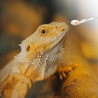 3Pcs Reptile Feeding Tool Set, 2 Tipped Tongs and 1 Feeding Spoon, Stainless Steel Crested Gecko Feeding Spoon for Geckos, Lizards, Bearded Dragons, Small Animals (Silver)