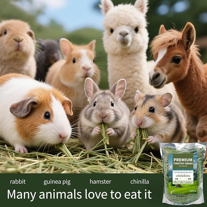 Oven-Baked Timothy Hay for Guinea Pigs, Rabbits & Chinchillas, All Natural High Fiber Food for Digestive Health, 1.1 LB