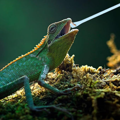 2Pcs Crested Gecko Food Mixing Spoon, Silicone Gecko Feeding Spoon, Long Handle Food Feeding Spoons for Reptile Lizard Gargoyle Bearded