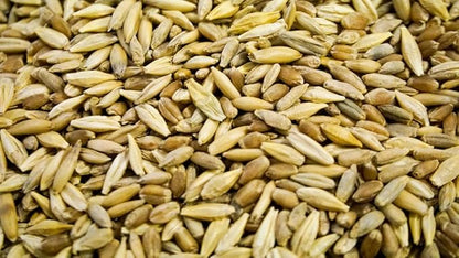 Thunder Acres Cat Grass Blend - Wheat, Barley, Oats, and Rye Seed Mix - Non-GMO - Certified Organic - Bonus CAT Toy (1 LB)