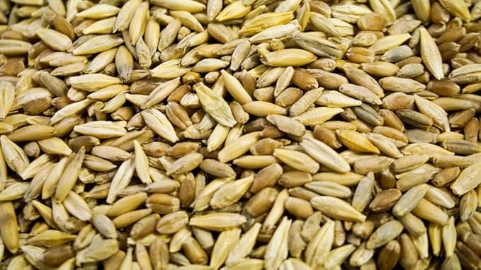 Thunder Acres Cat Grass Blend - Wheat, Barley, Oats, and Rye Seed Mix - Non-GMO - Certified Organic - Bonus CAT Toy (8 oz)