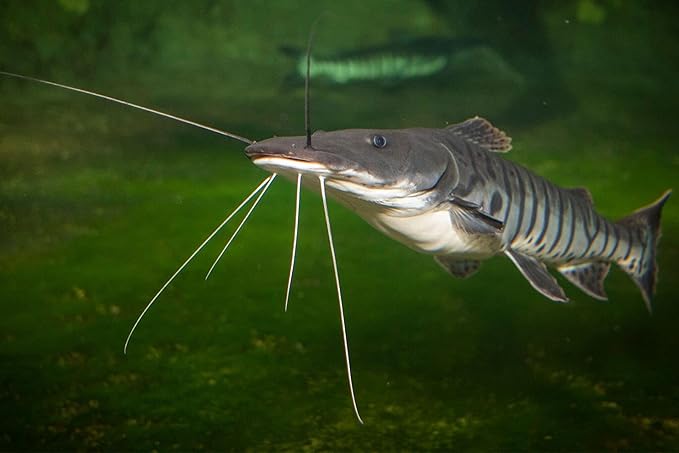 Aquatic Foods Inc. 6mm - 1/4" Carnivore Sinking Pellets for Carnivore Cichlids, Catfish, Monster Fish, Bottom Grazers, All Medium to Large, Also Koi & Pond Fish. - WL…1/2-lb Foil Pouch Bag