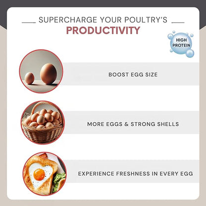 Dried Mealworms 1 lb - Chicken Food for Laying Hens - Bird Seed for Wild Birds - Wild Rabbit Food Outdoor - Duck Treats for Pet Ducks - Turtle Food for Small Turtles - Parrots Food, Snail Food