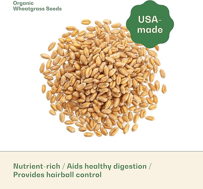 Rose & Branch Organic Wheat Grass Seeds - Cat Grass Seeds - 16Ounces - 100% Organic Non-GMO - Hard Red Wheat - Harvested in USA - Easy to Grow